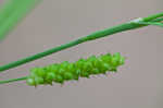 Limestone meadow sedge